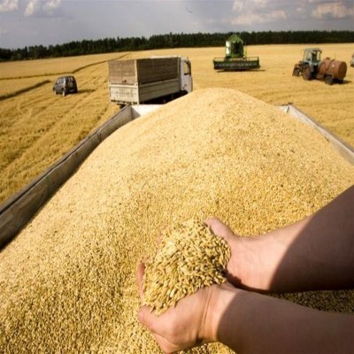 بیش از یک‌سوم از مطالبات گندم‌کاران همدانی پرداخت شد