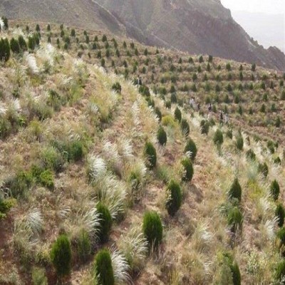 معرفی 50 فقره تخریب اراضی ملی اسدآباد به دستگاه‌ قضائی