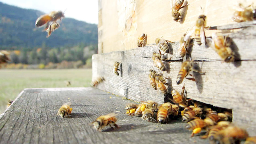 کمبود شکر کام زنبورهای عسل را تلخ کرد