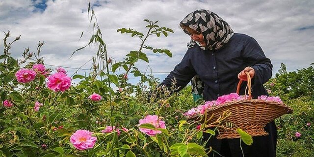 پیش‌بینی برداشت 50 تُن گل‌ محمدی از مزارع اسدآباد