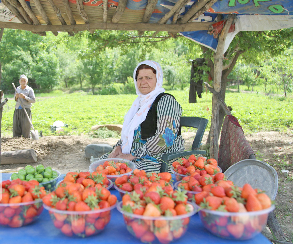 تولید سالانه 500 هزار تن محصولات باغی در کردستان
