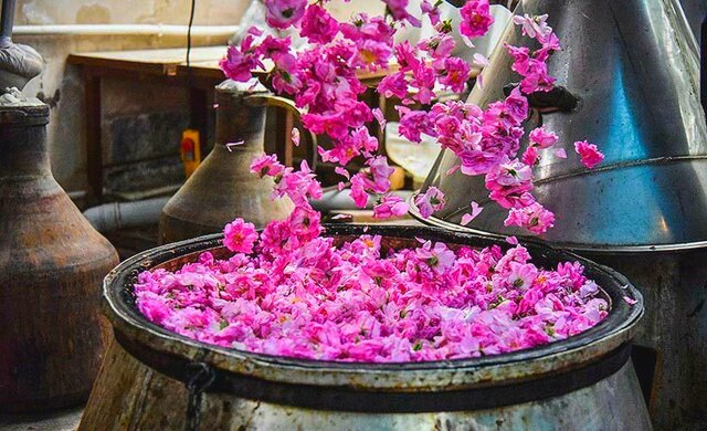 دومین جشنواره گلاب‌گیری در بانه برگزار می‌شود