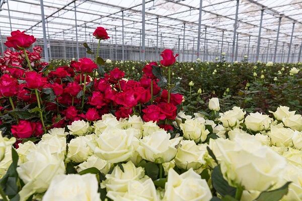 172 هزار شاخه گل از محلات  به ارمنستان و عمان صادر شد