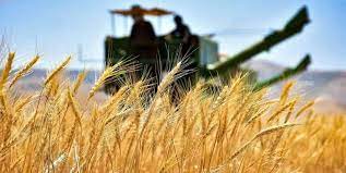 11 درصد گندم خریداری‌شده در کشور مربوط به کردستان است