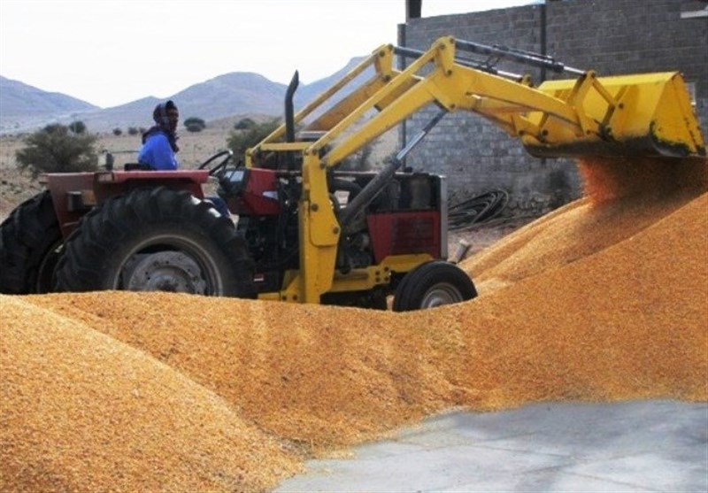 رزن رتبه نخست تولید گندم استان را دارد