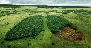 جنگل‌زدایی به اندازه 10 زمین فوتبال در هر دقیقه