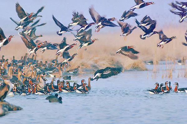 زیستگاه‌ پرندگان مهاجر در مریوان به‌صورت مستمر رصد و پایش می‌شود