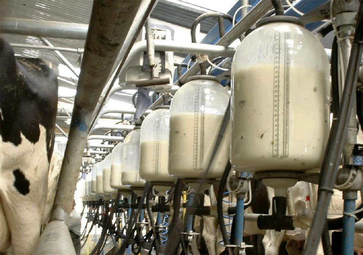 255 هزار تن شیر در کردستان تولید شد