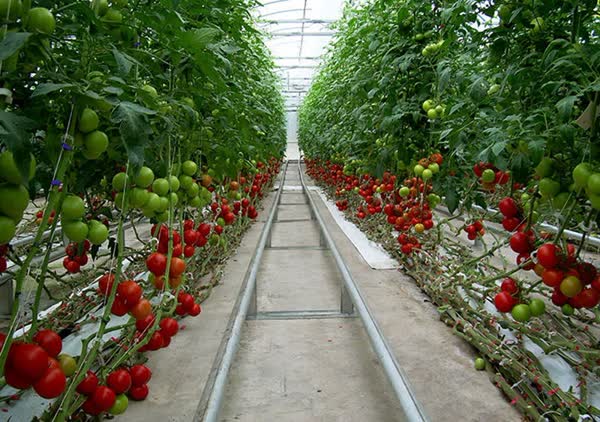 ایجاد شهرک گلخانه‌ای در شهر همدان