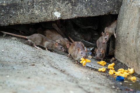معدوم‌سازی موش‌ها در محلات ملایر