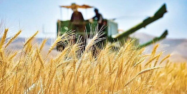 پیش‌بینی خرید تضمینی بیش از 600 هزار تُن گندم از کشاورزان همدان