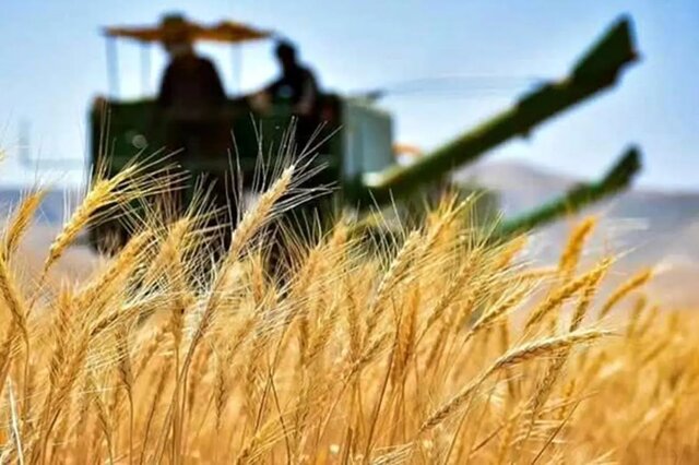 خرید تضمینی گندم در همدان به مرز 400 هزار تُن نزدیک شد