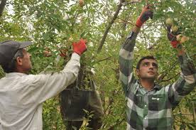 تولید 23 هزار تن انواع میوه در ایلام در سال زراعی جاری