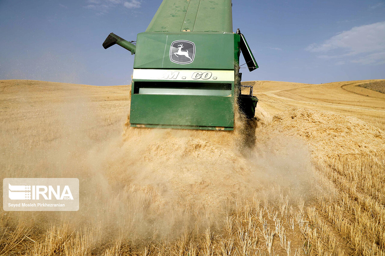 خرید تضمینی گندم در کردستان ۲۰ درصد افزایش یافت