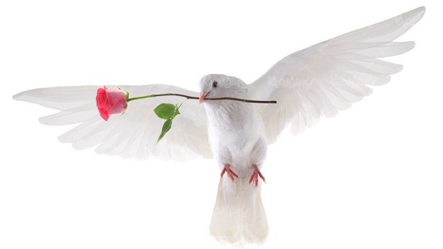 در راه شهدا باشید