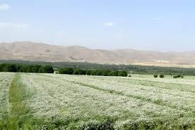 گشنیز نهاوند و رؤیای ورود به بورس