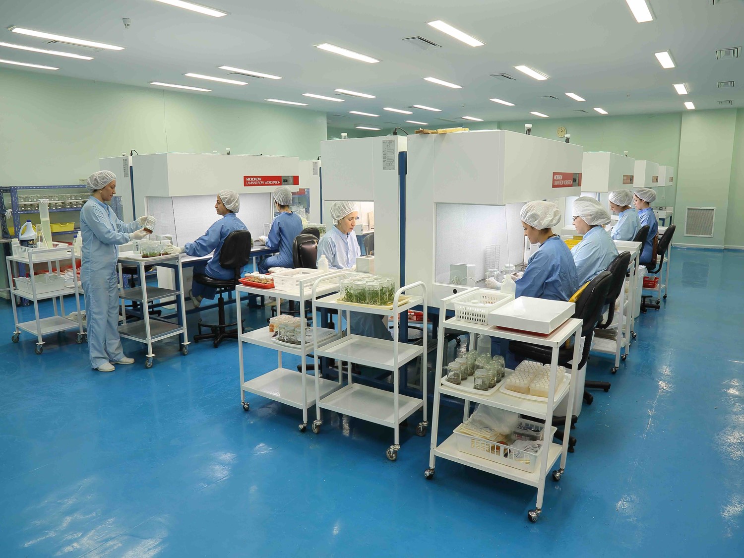 اعجاز دانش شرکت رعنا، بارآوری نخلستان‌ها و باغات گردو