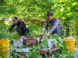 احداث واحدهای فرآوری، نقطه آغاز رونق اقتصادی قطب تولید آلبالوی استان همدان