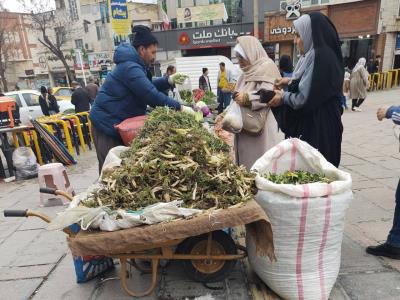 بهار برکت در سنندج؛ رونق بازار گیاهان خوراکی در دل سختی‌های دوران جنگ