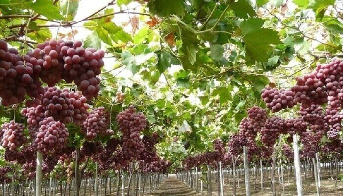 ملایر میان سنت و نوسازی؛ چرا تاکستان‌های شهر جهانی انگور هنوز داربستی نشده‌اند؟