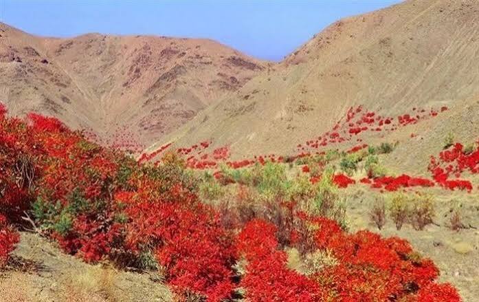 توسعه کشت «سماق»، راهبرد تویسرکان برای تبدیل ظرفیت بومی به ثروت پایدار