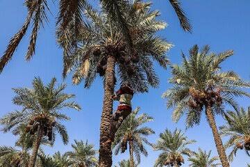 برداشت 10 هزار تن خرما در خرمشهر