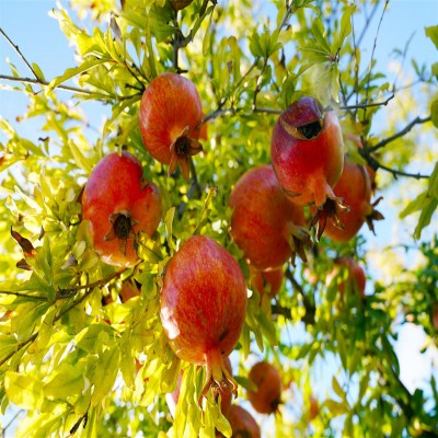 جشنواره انار ساوه با چهار نشست تخصصی میزبان پژوهشگران است