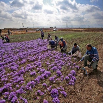 برداشت بیش‌ از 1000 تُنی گیاهان دارویی از دیم‌زارها‌ی استان همدان