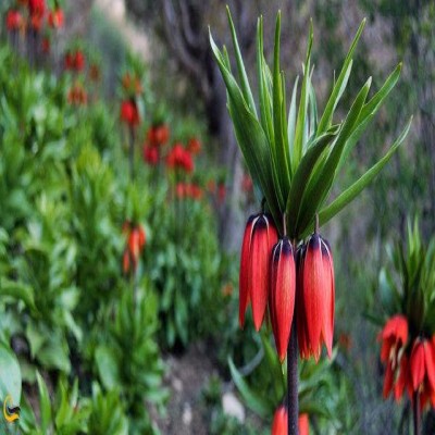 ممنوعیت ورود به مناطق حفاظت‌شده ملایر و ممانعت از برداشت لاله‌های واژگون