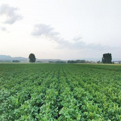 زمین‌های اجاره‌ای بلای جان آب‌های زیرزمینی کرمانشاه شده‌اند