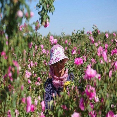 پیش‌بینی برداشت 1200 تُن گل‌ محمدی از گلستان‌های همدان