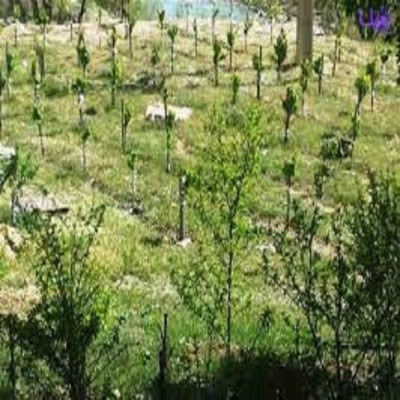 60 هکتار از اراضی بیابانی کبودراهنگ احیا شدند