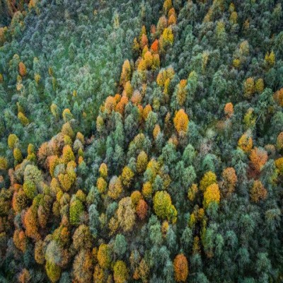 سرانه جنگل در همدان پایین‌تر از میانگین کشوری است