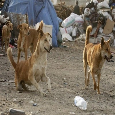 گرگاس در روستا؛ ماحصل دفع غیر اصولی پسماند، ازدیاد سگ‌های ولگرد