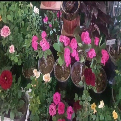 سالانه 110 میلیون گل شاخه بریده در خمین تولید می‌شود