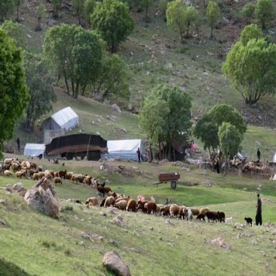 مراتع کرمانشاه منبع تغذیه 4.6 میلیون راس دام است