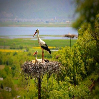 «ده‌ره‌تفی»، جایی که سال با بازگشت لک‌لک‌ها آغاز می‌شود