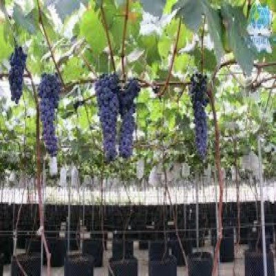 کشت گلخانه‌ای انگور، راهکاری برای تولید اقتصادی این محصول