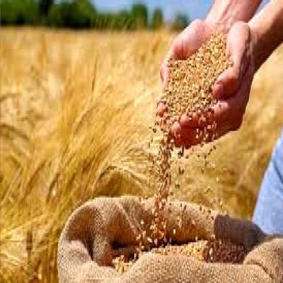 کرمانشاه بی‌نیاز از واردات بذر زراعی شد