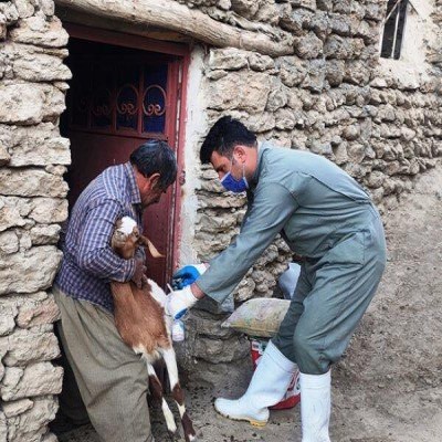 واکسیناسیون بیش از 187 هزار رأس دام در ایلام علیه بروسلوز