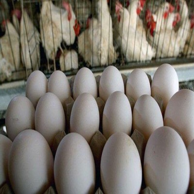 تولید فراوان مرغ و تخم‌ مرغ در همدان