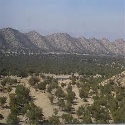 نابودی جنگل‌های زاگرس در نبود مدیریت؛ مترادف با قطع شدن نبض حیات ایران