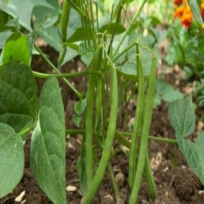 پیش‌بینی برداشت 400 تُن انواع لوبیا از مزارع اسدآباد