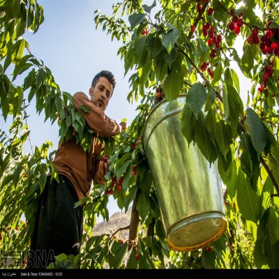 46 هزار تن گیلاس، آلبالو و زردآلو در کردستان برداشت شد
