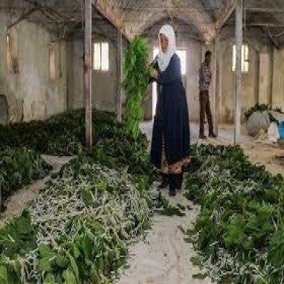 پیش‌بینی تولید 1400 تن پیله تر ابریشم در پرورش بهاره امسال