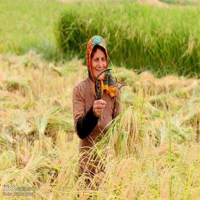 فائو 4 نظام میراث کشاورزی مهم جهانی را ثبت کرد