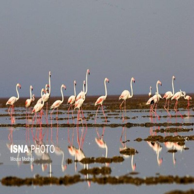 ورود فلامینگوها به زریوار