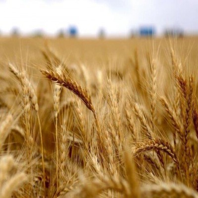 خرید تضمینی گندم در همدان از مرز 200 هزار تُن عبور کرد