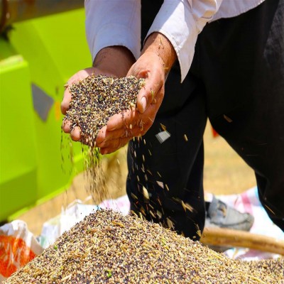 پایان تلخ کلزا در ایلام؛ باران امید، سیلاب خسارت شد