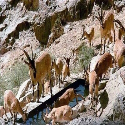 آبرسانی به حیات وحش و پایش مستمر پارک ملی 70 قله